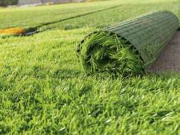 Lazy-lawn-care-iStock